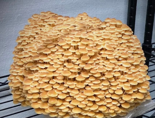 Wild Enoki (golden wild enoki) gourmet