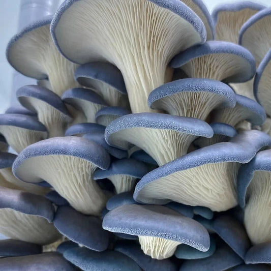 Blue oyster Liquid Culture gourmet