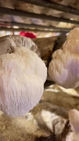 Lions mane (Bear head) gourmet