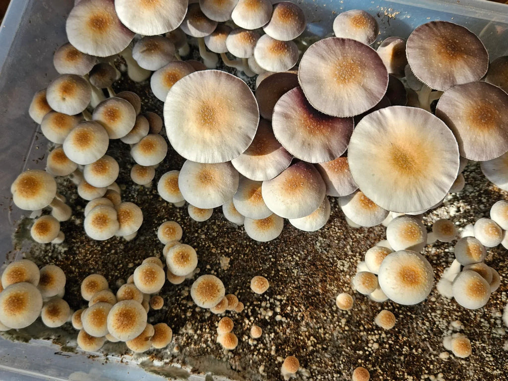 Psilocybe Ochraceocentrata (known as P. Natalensis) Spore Syringe