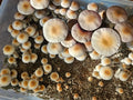 Psilocybe Ochraceocentrata (known as P. Natalensis) Spore Syringe