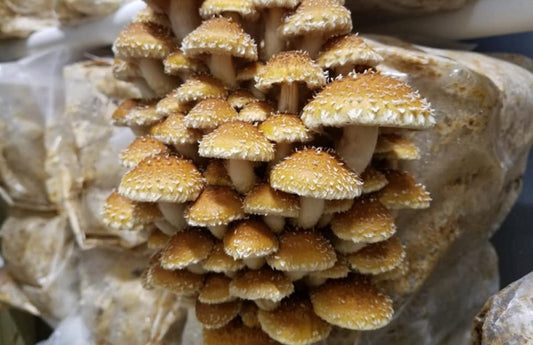 Chestnut gourmet