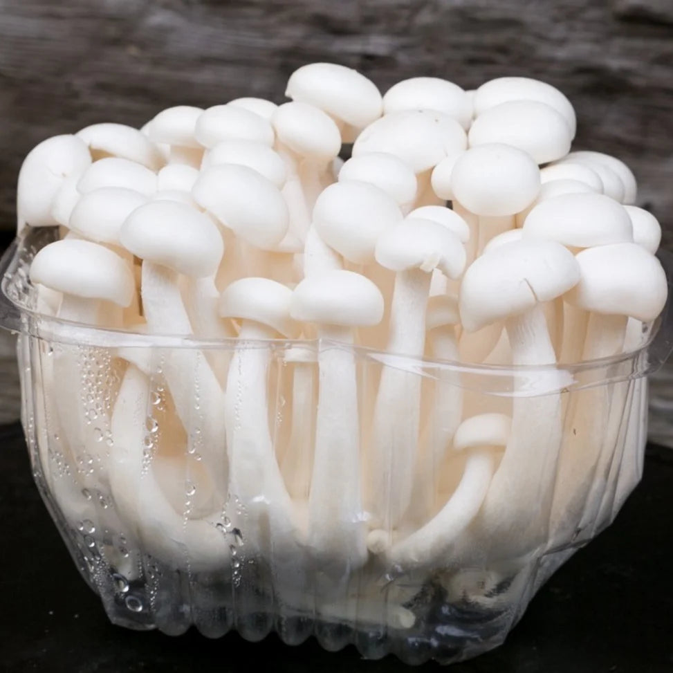 White Beech (Japanese Beech) gourmet