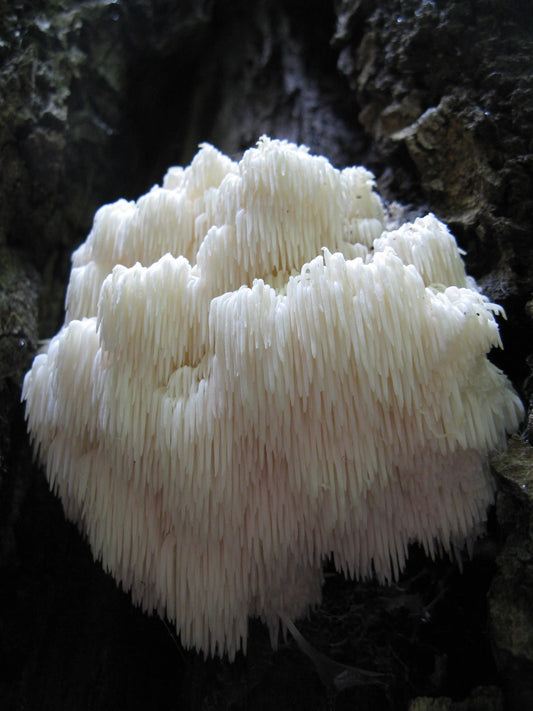 Lions mane (Bear head) gourmet